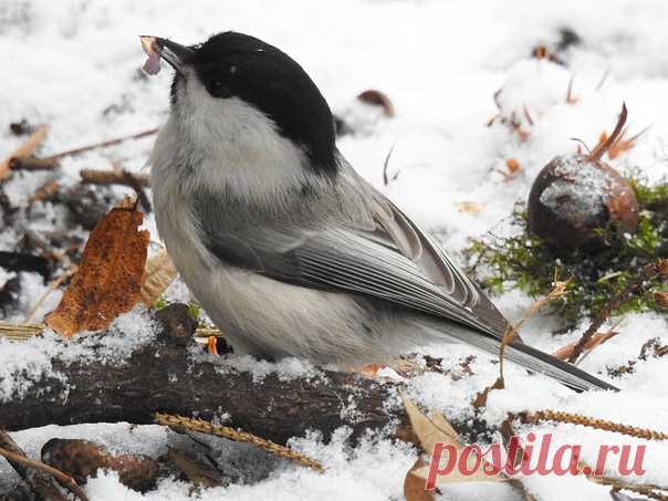 Автор: Сергей Цыплаков

Буроголовая гаичка или пухляк (Parus montanus)
г. Санкт-Петербург,
28.01.2020 г.
