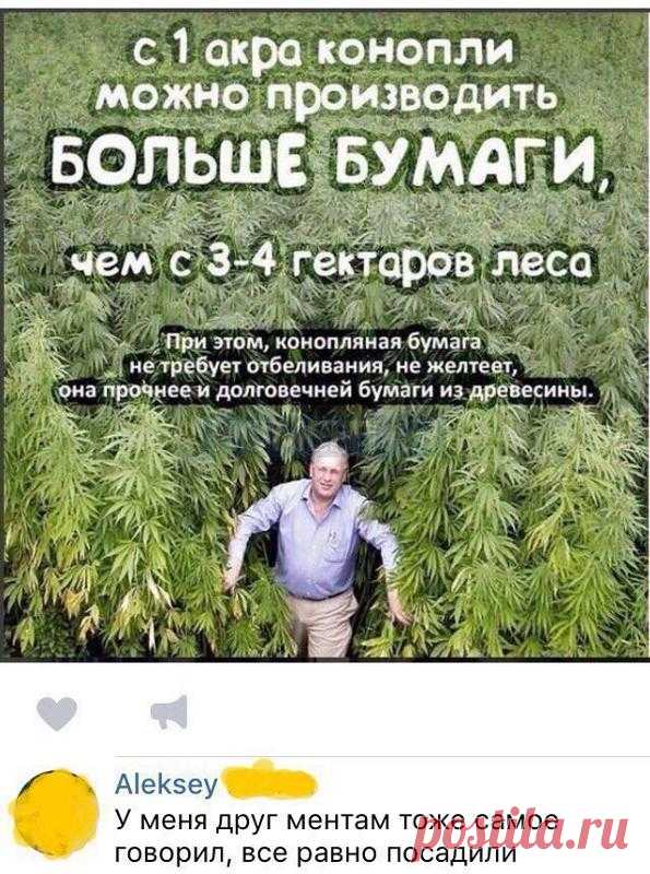 Именно из этого растения "человек разумный" получил наркотик, именуемый ныне марихуаной. Притом из одного определенного сорта этого растения. А "под раздачу" попали все 
виды этого растения, которое тысячилетия служило человеку и пищей, и лекарством.