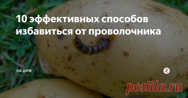 10 эффективных способов избавиться от проволочника Наряду с колорадским жуком, проволочник является очень опасным вредителем картофеля. На самом деле так называемый проволочник — это совсем небольшая личинка жука-щелкуна. Насекомое имеет желто-оранжевую окраску и с виду похоже на обычного червяка. В уже взрослых и окрепших жуков личинка превращаются только через 3-4 года, а до этого представляют реальную угрозу для урожая. Есть множество способов