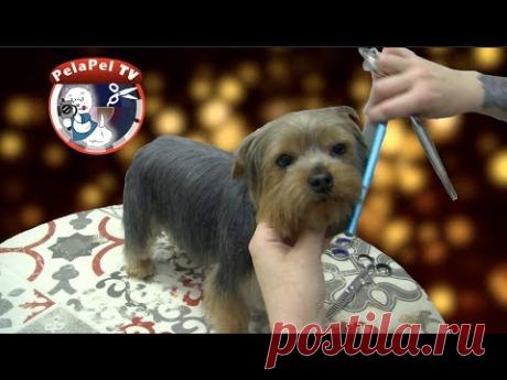 PELUQUERÍA CANINA CABEZA REDONDA DE UN YORKSHIRE A TIJERA CON SONIA LUENGO
