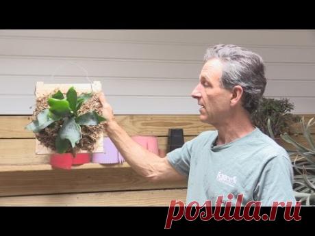 How to Mount a Staghorn Fern (Platycerium bifurcatum)