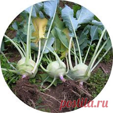 Капуста кольраби. Главные секреты ее выращивания - barybina.46@mail.ru - Почта Mail.Ru