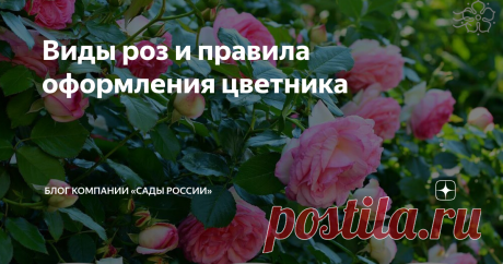 Виды роз и правила оформления цветника Многообразие типов и сортов роз поражает воображение. Если вы задумываетесь о посадке этих поистине царских цветов, рекомендуем ознакомиться с существующими садовыми группами. Это облегчит подбор растений для вашего цветника.
Парковые розы
В эту группу вошли декоративные виды шиповника и полученные от них садовые формы. Парковые розы имеют высокую зимостойкость, менее требовательны к условиям