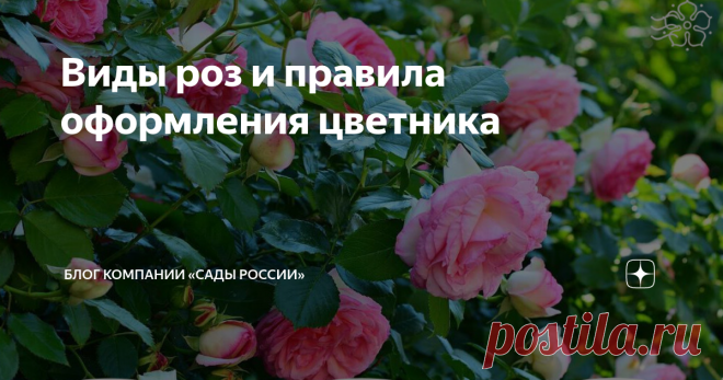 Виды роз и правила оформления цветника Многообразие типов и сортов роз поражает воображение. Если вы задумываетесь о посадке этих поистине царских цветов, рекомендуем ознакомиться с существующими садовыми группами. Это облегчит подбор растений для вашего цветника.
Парковые розы
В эту группу вошли декоративные виды шиповника и полученные от них садовые формы. Парковые розы имеют высокую зимостойкость, менее требовательны к условиям