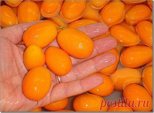 Топ самых экзотических фруктов