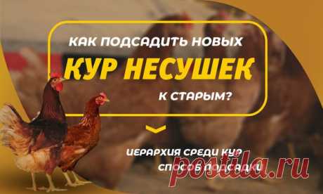 Как подсадить новых кур к старым? 

Если Вы решили временно отсадить (даже на сутки) курицу либо петухаиз основного стада будьте готовы к тому, что возвращая птицу обратно сородичи ее будут рассматривать как чужую. Возникнут потасовки и возвращенная птица будет подвергнута “прессованию” со стороны хозяев “квартиры”, пока не займет свое место в иерархии стада. 

Причем высокое положение до отсадки не всегда сохраняется после обратного подселения. Судить о иерархии в курином...