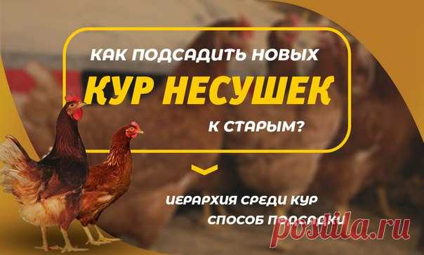 Как подсадить новых кур к старым? 

Если Вы решили временно отсадить (даже на сутки) курицу либо петухаиз основного стада будьте готовы к тому, что возвращая птицу обратно сородичи ее будут рассматривать как чужую. Возникнут потасовки и возвращенная птица будет подвергнута “прессованию” со стороны хозяев “квартиры”, пока не займет свое место в иерархии стада. 

Причем высокое положение до отсадки не всегда сохраняется после обратного подселения. Судить о иерархии в курином...
