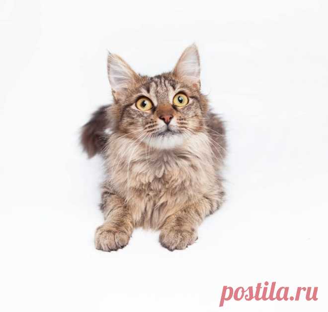 Ищем мам и пап для малышки Таиссы. Москва и МО! – Собаки, Кошки, Коты, Щенки, Котята в ДОБРЫЕ РУКИ -- Бесплатно, пользователь Арина Аекеева | Группы Мой Мир