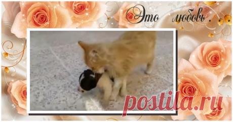 КОШКА УСЛЫШАЛА ВОЙ БРОШЕННОГО ЩЕНКА… ПОДОШЛА, ВЗЯЛА ЗА ЗАГРИВОК И… В ОБЩЕМ, У ЩЕНКА ТЕПЕРЬ ВСЁ БУДЕТ ХОРОШО! Все мы знаем, что материнская любовь может проявиться в самый неожиданный момент, но зато она способна спасти не одну жизнь. Мы с вами уже не раз убеждались в том, что и животным не чуждо чувство сострадания, особенно, если речь идет о детях.



Крохотный щенок, должно быть, появился на свет сов