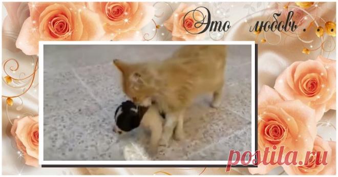 КОШКА УСЛЫШАЛА ВОЙ БРОШЕННОГО ЩЕНКА… ПОДОШЛА, ВЗЯЛА ЗА ЗАГРИВОК И… В ОБЩЕМ, У ЩЕНКА ТЕПЕРЬ ВСЁ БУДЕТ ХОРОШО! Все мы знаем, что материнская любовь может проявиться в самый неожиданный момент, но зато она способна спасти не одну жизнь. Мы с вами уже не раз убеждались в том, что и животным не чуждо чувство сострадания, особенно, если речь идет о детях.



Крохотный щенок, должно быть, появился на свет сов