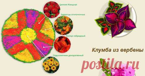 Схемы клумб из однолетников А ЗДЕСЬ:схемы многолетников --- http://zhurawkowa.com/schemi-cvetnikov/
