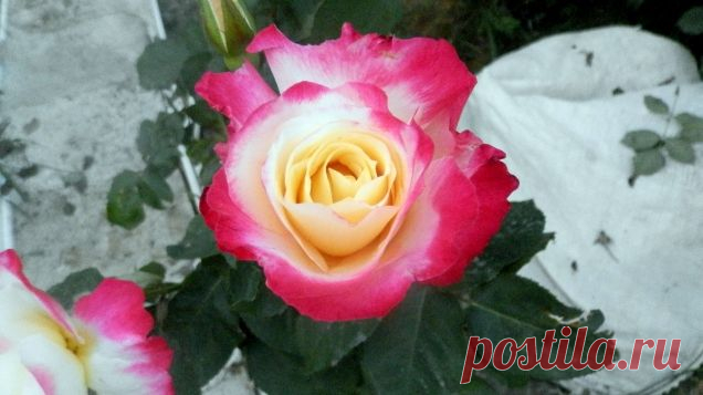 Готовим Инфуз, Розовое масло. - Садоводка