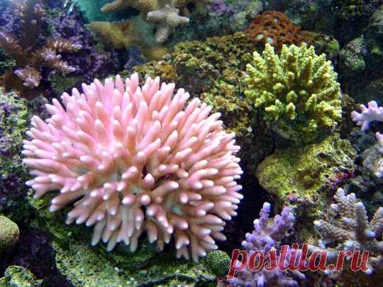 korally_rif_kartinki_foto_11.jpg (540×405)
