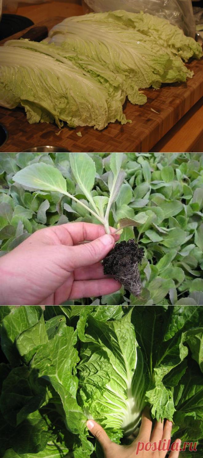 Как пекинская капуста будоражит мои чувства / Огород / 7dach.ru