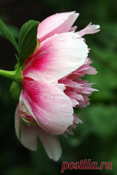 Найдено на сайте thisivyhouse.tumblr.com.