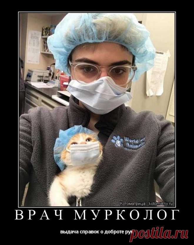 Котоматрица: Раздел 
