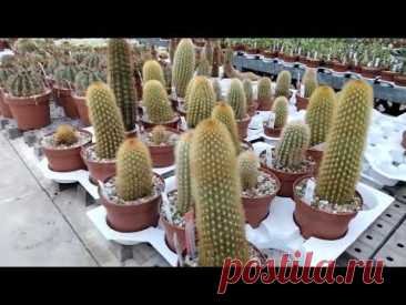 Виды огромных кактусов и их названия.Uhligcacteen.