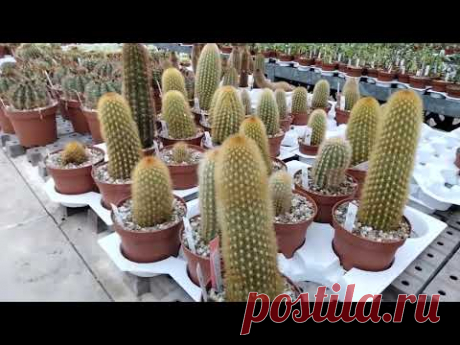 Виды огромных кактусов и их названия.Uhligcacteen.