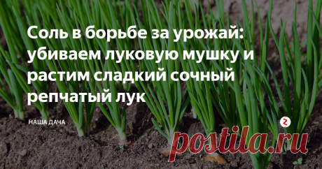Соль в борьбе за урожай: убиваем луковую мушку и растим сладкий сочный репчатый лук В сегодняшней статье речь пойдет о таком нехитром и копеечном удобрении для лука, как соль. Соль есть в каждом доме, пролить грядку солью – пара пустяков. Однако, есть некоторые нюансы подкормки солью, и огородники обязательно должны их знать. Есть и приверженцы соли, а есть и противники – соответственно, есть и плюсы, и минусы такого метода. Остановимся на них подробнее.