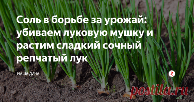 Соль в борьбе за урожай: убиваем луковую мушку и растим сладкий сочный репчатый лук В сегодняшней статье речь пойдет о таком нехитром и копеечном удобрении для лука, как соль. Соль есть в каждом доме, пролить грядку солью – пара пустяков. Однако, есть некоторые нюансы подкормки солью, и огородники обязательно должны их знать. Есть и приверженцы соли, а есть и противники – соответственно, есть и плюсы, и минусы такого метода. Остановимся на них подробнее.