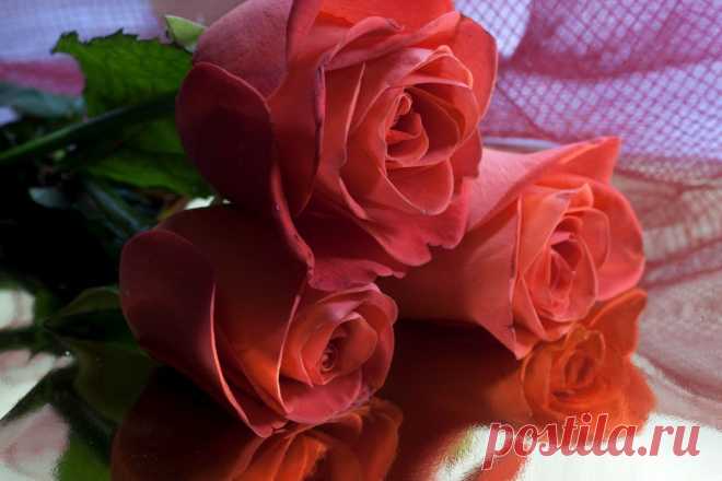 6203442_41.jpg (1200×800)