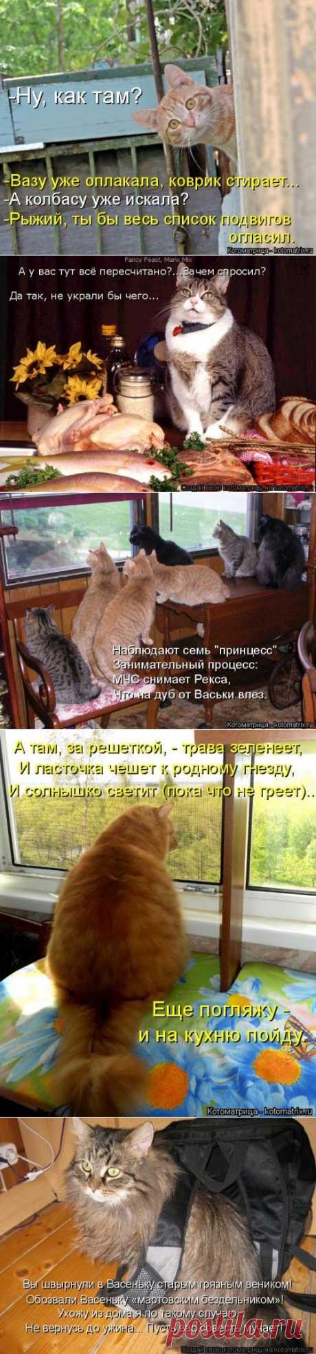 Новая котоматрица на Бугаге (36 фото)