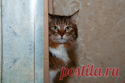 Депутаты предложили запретить животным ходить в кафе