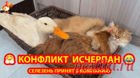 Селезень рыдал и просился спать с Кошкой и Курочкой 😭 Помирились и отдыхают дружно 🤗😉😂 | Курочка | Дзен