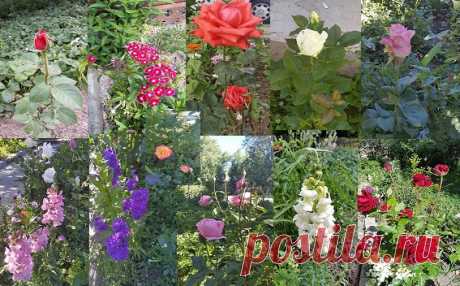 Իմ ծաղկանոցից....🌹
Սիրո,լույսի ու ջերմություն անսպառ ժպիտ պարգևող Սիրո ծաղկանց փունջը` սիրով Ձեզ!

Սերը՝ փոթորիկի վրա բարձրացված փարոս
Խավարում ու մեգում չմարող,
Սերը՝ աստղ ,որով նավաստին
Որոշում է տեղը օվկիանոսում։
Շեքսպիր