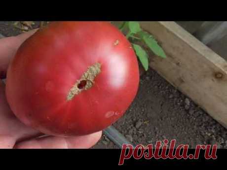 18 СОРТОВ ТОМАТОВ В ОДНОМ ВИДЕО. Ольга Чернова.