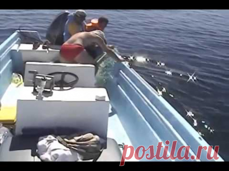 Un sauvetage de baleine (ru)