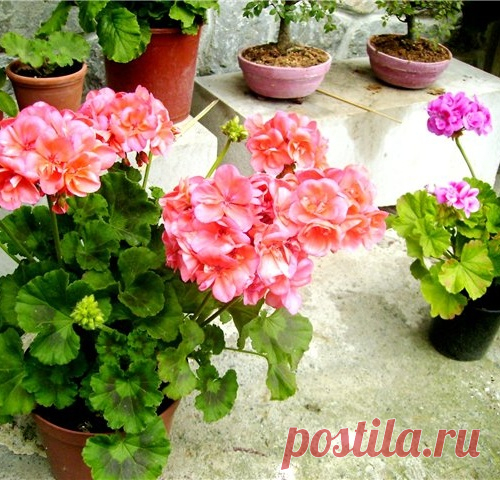 Стимулируем цветение комнатных растений
