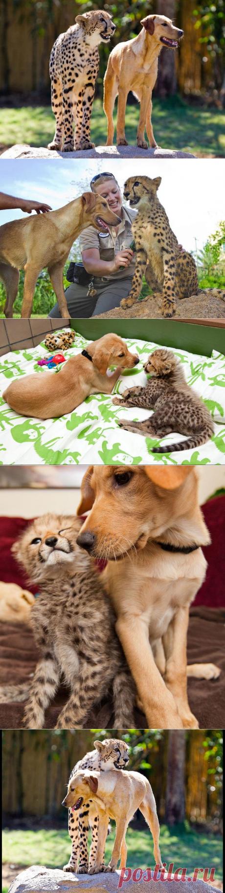 Про дружбу кошек с собаками • НОВОСТИ В ФОТОГРАФИЯХ