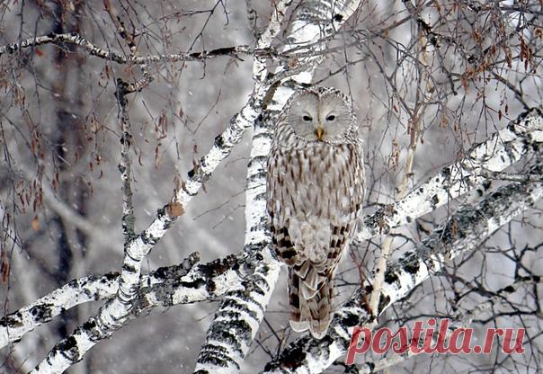 «50 оттенков серого» «Следуя за источником шума в сером осеннем лесу, неясыть вращает головой на 180 градусов, в остальном оставаясь неподвижной и практически незаметной благодаря своему камуфляжу», – пишет наш читатель Влад, приславший это фото на конкурс «Дикая природа России 2019». В этом году в нашем главном фотоконкурсе 12 номинаций. Присоединяйтесь: bit.ly/NGdpr2019