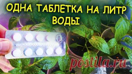Одна таблетка из аптеки на литр воды для рассады творит чудеса! Как выращивать рассаду в домашних условиях. Выращивание рассады. | Роман Буров TV | Дзен