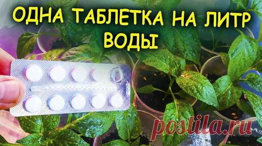 Одна таблетка из аптеки на литр воды для рассады творит чудеса! Как выращивать рассаду в домашних условиях. Выращивание рассады. | Роман Буров TV | Дзен