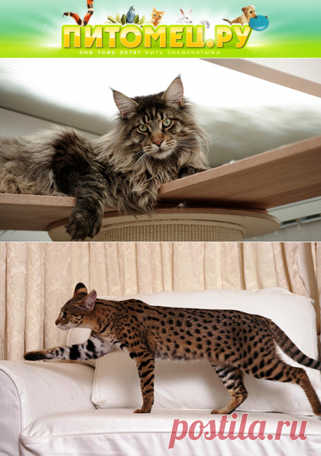 Самые большие домашние кошки: ТОП-5 пород