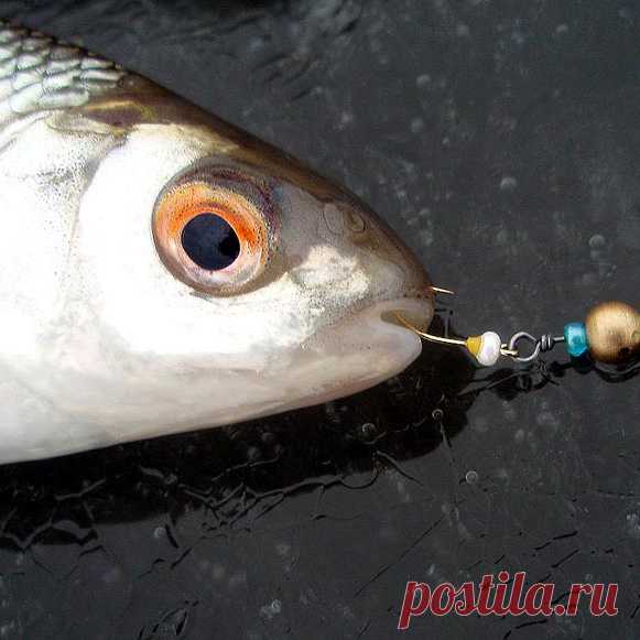 Обидные ошибки рыболовов