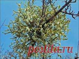 >> Омела (трава) – полезные свойства и применение омелы, настойка омелы, ветка и цветы омелы. Омела ивная, красная, белая