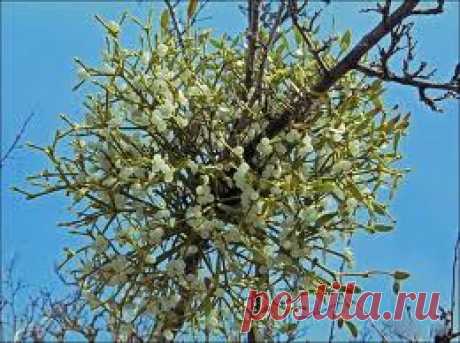 >> Омела (трава) – полезные свойства и применение омелы, настойка омелы, ветка и цветы омелы. Омела ивная, красная, белая