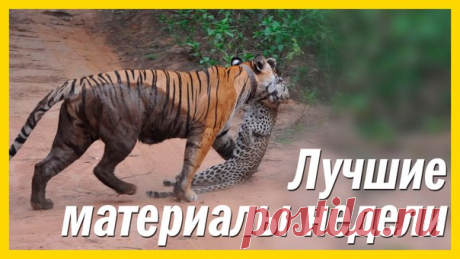 Самое интересное за неделю. 1. Смертельная битва: тигрица против леопарда: 2. Найдено тело мальчика, похищенного аллигатором в Орландо: 3. Самые дорогие вещества в мире: 4. Первая в мире страна, отказавшаяся от вырубки леса: 5. На олимпийских объектах и пляжах Рио-де-Жанейро найдена супербактерия:
