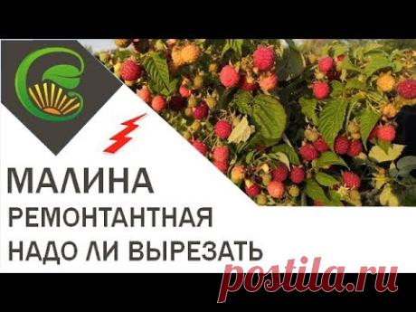 малина ремонтантная нужно ли вырезать