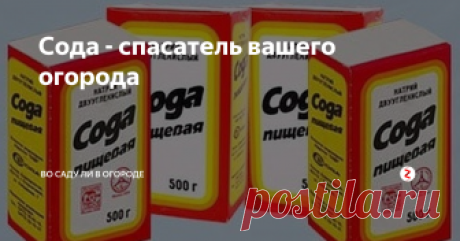 Сода - спасатель вашего огорода Сода последнее время часто используется дачниками и огородниками для растений. Cледует помнить и понимать , что делать раствор соды следует четко соблюдая пропорции, иначе растения заболеют. Они перестанут плодоносить, листочки пожелтеют и конечно же  ни о каком урожае не может быть и речи.
Соду можно использовать три раза за сезон. Что же дает сода?
Увеличивает и продолжает плодоношение
Борется с