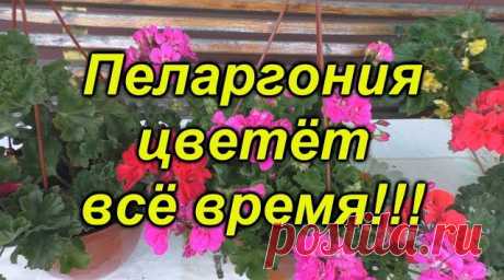 Как правильно ухаживать за геранью, чтобы цвела круглый год