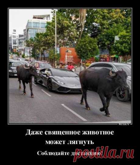 Новые весёлые картинки