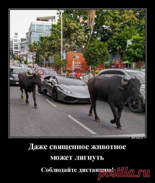 Новые весёлые картинки