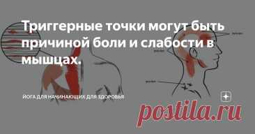 Триггерные точки могут быть причиной боли и слабости в мышцах. Статья автора «Йога для начинающих для здоровья» в Дзене ✍:   Что же такое триггерные точки?