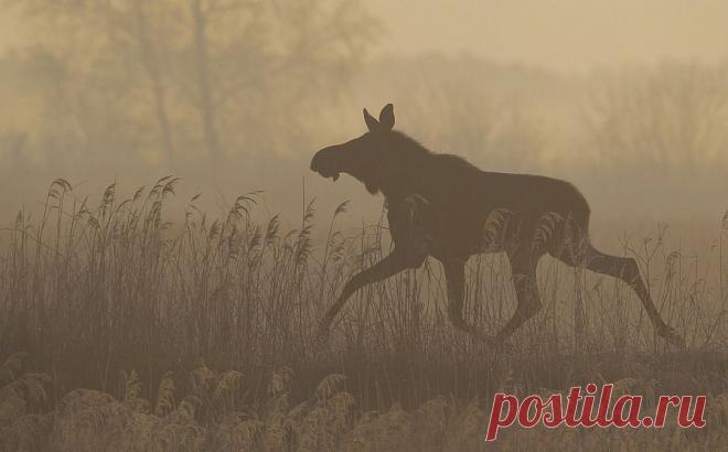 25 лучших снимков с ежегодного фотоконкурса дикой природы | Это интересно!