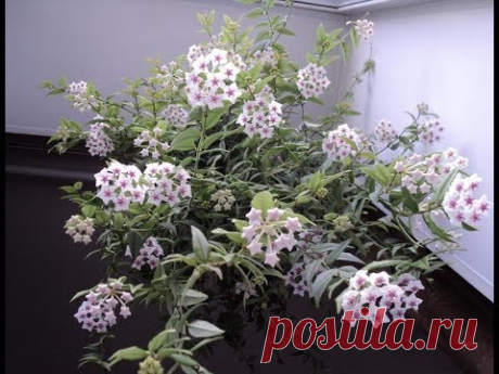 #Комнатные растения. Хойя Белла