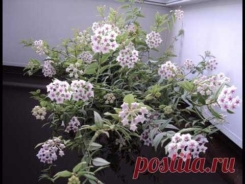 #Комнатные растения. Хойя Белла
